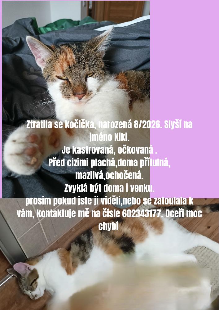 kočička